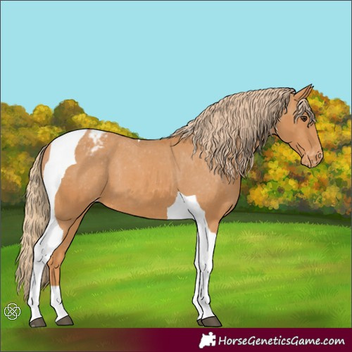 Horse Color:Chestnut Tobiano Appaloosa 