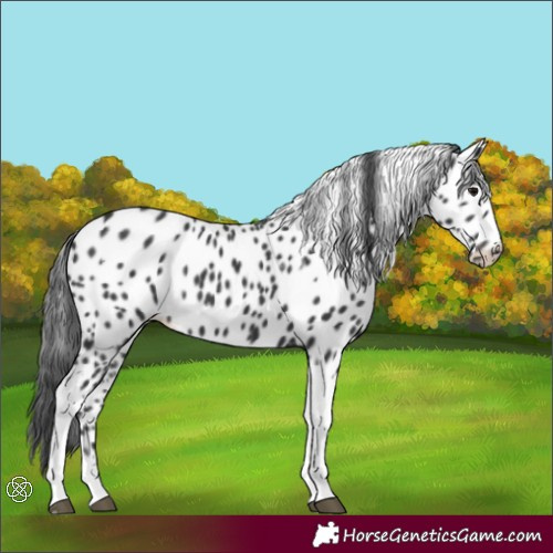 Horse Color:Black Tobiano Appaloosa
