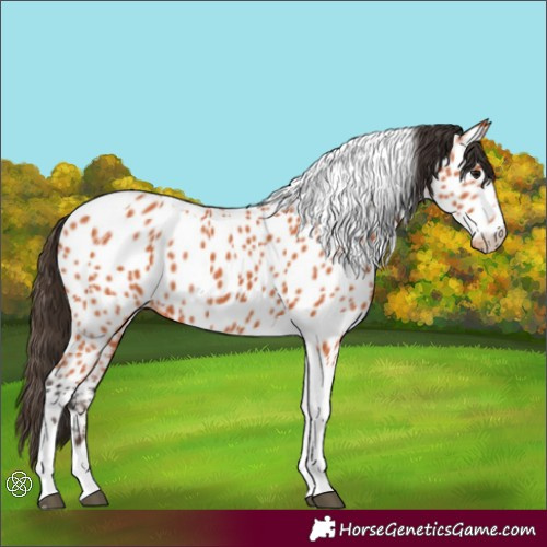 Horse Color:Bay Tobiano Appaloosa 