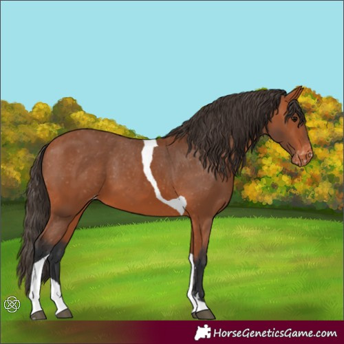 Horse Color:Bay Tobiano Appaloosa