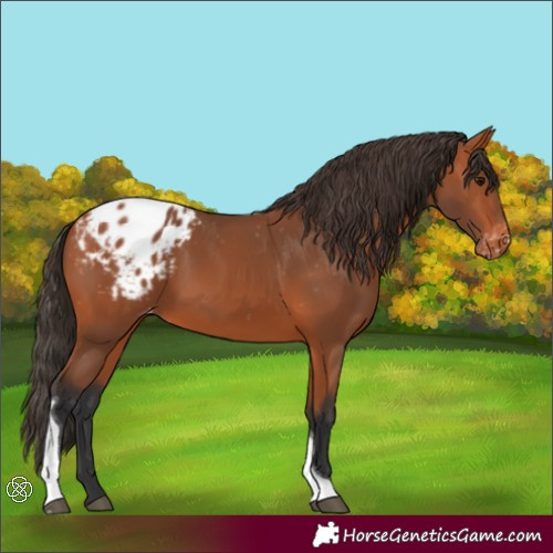 Horse Color:Bay Tobiano Appaloosa