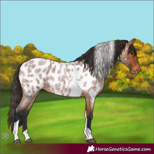 Horse Color:Bay Roan Tobiano Appaloosa 