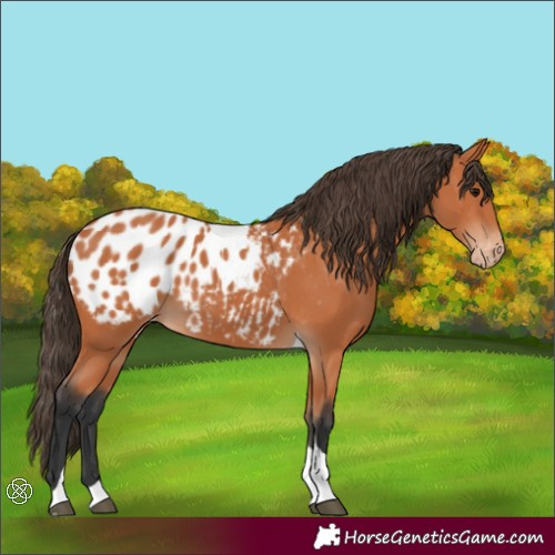 Horse Color:Bay Tobiano Appaloosa 