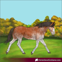Horse Color:White Spotted Bay Splash  and White Spotted Bay Splash 