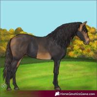 Horse Color:Smoky Black and Buckskin