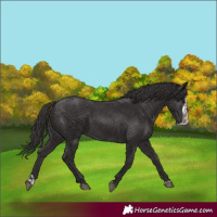 Horse Color:Smoky Black and Smoky Black Splash