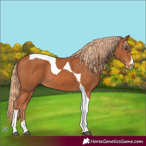 Horse Color:Chestnut Tobiano Appaloosa