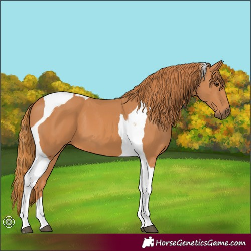 Horse Color:Chestnut Tobiano 
