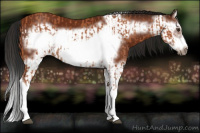 Horse Color:Bay Splash Frame  and Gray Bay Splash Frame 