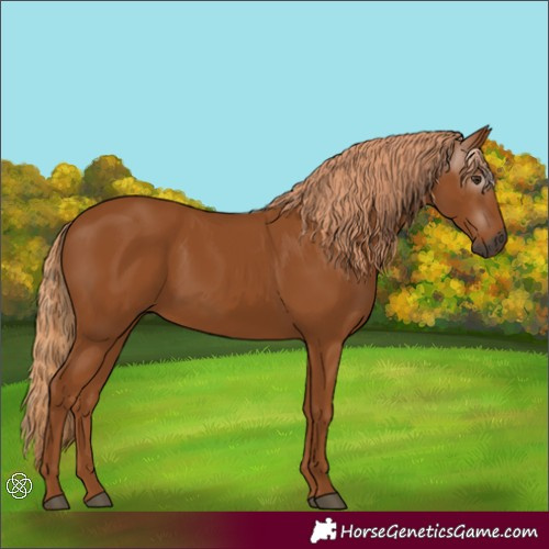 Horse Color:Gray Chestnut 