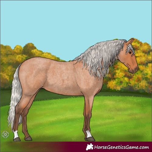Horse Color:Silver Bay Roan 