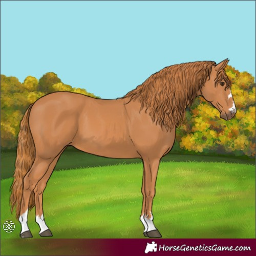Horse Color:Chestnut 
