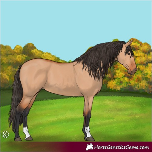 Horse Color:Bay Dun 