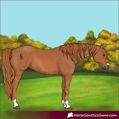 Horse Color:Chestnut 