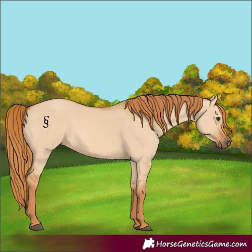 Horse Color:Red Dun