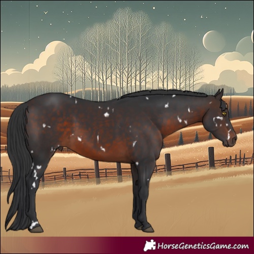 Horse Color:White Spotted Brown