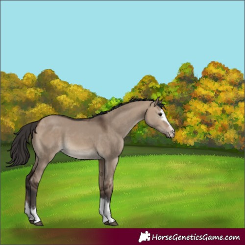 Horse Color:Bay Dun