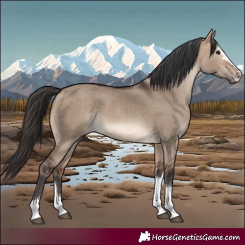 Horse Color:Bay Dun 