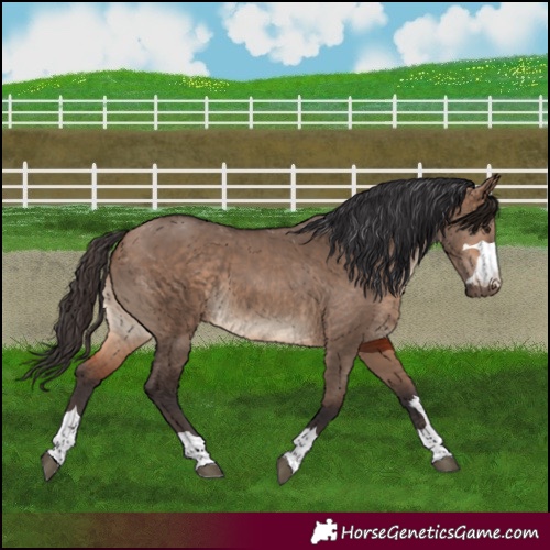 Horse Color:Bay Dun