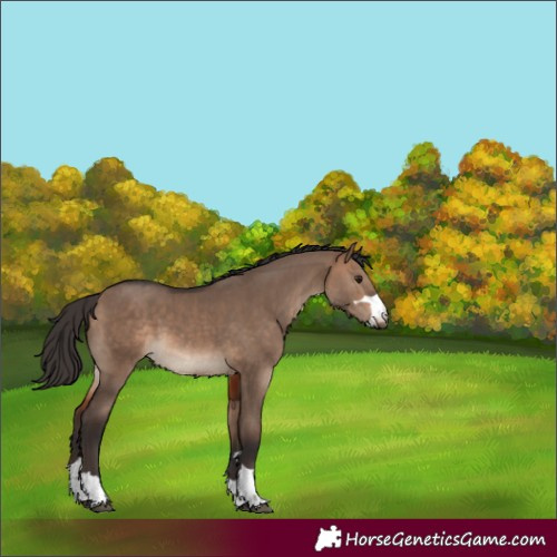 Horse Color:Bay Dun