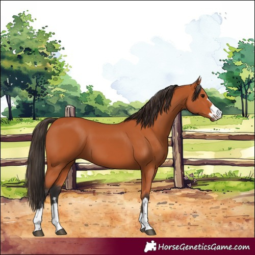 Horse Color:Bay 