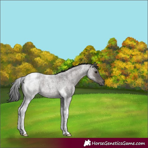 Horse Color:Grullo Roan Tobiano