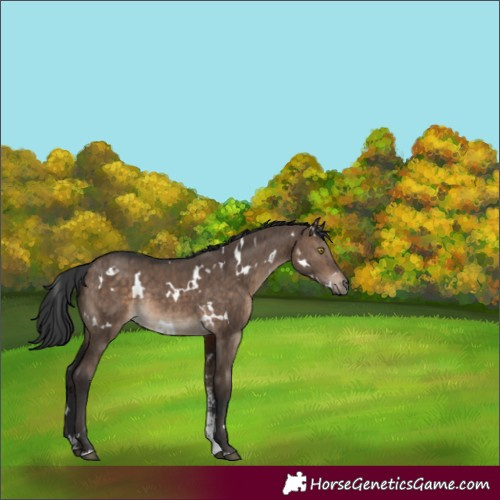 Horse Color:White Spotted Brown Dun Sabino Rabicano Brindle
