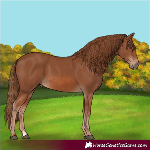 Horse Color:Chestnut 