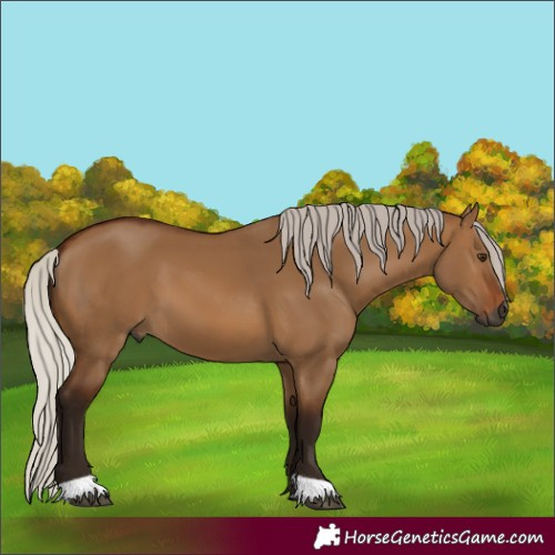 Horse Color:Gray Silver Bay Dun