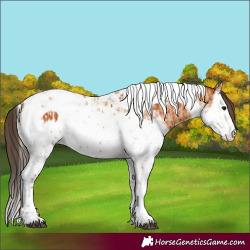 Horse Color:Bay Splash Tobiano  and Amber Champagne Splash Tobiano 