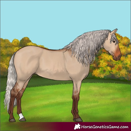 Horse Color:Silver Bay Dun 