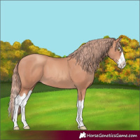 Horse Color:Gold Champagne Splash