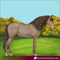 Horse Color:Classic Champagne 