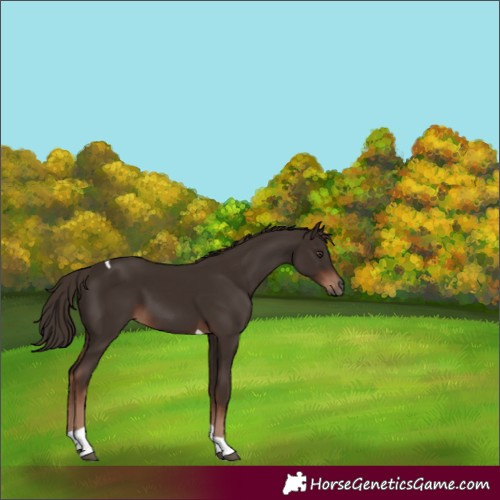 Horse Color:Liver Chestnut Tobiano