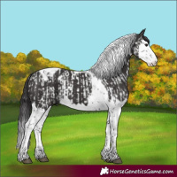 Horse Color:Smoky Black Splash Tobiano  and Smoky Black Splash Tobiano 