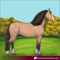 Horse Color:Bay Dun 