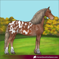 Horse Color:Chestnut Blanket