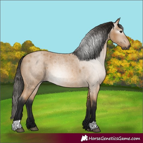 Horse Color:Gray Buckskin Roan