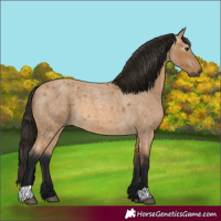 Horse Color:Gray Buckskin Roan 