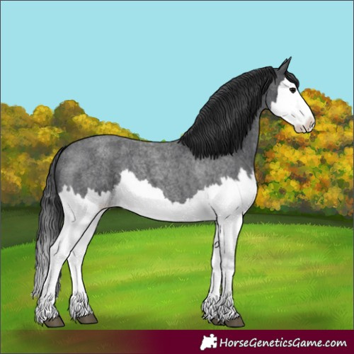 Horse Color:Blue Roan Splash 