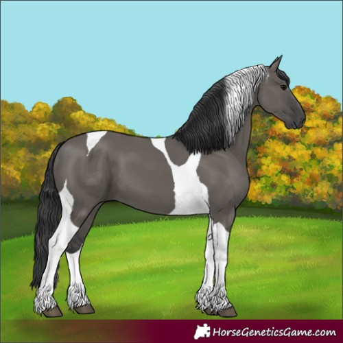 Horse Color:Grullo Tobiano