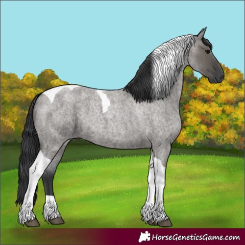 Horse Color:Grullo Roan Tobiano 