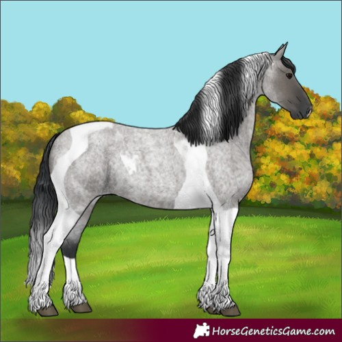 Horse Color:Grullo Roan Tobiano 