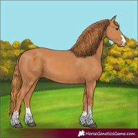 Horse Color:Chestnut 