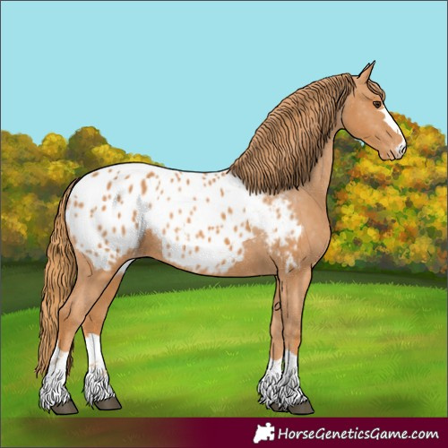 Horse Color:Chestnut Near Leopard 