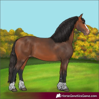 Horse Color:Bay Varnish 