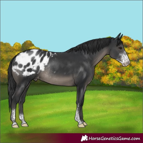 Horse Color:Black Sabino Blanket Rabicano