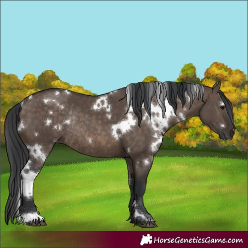 Horse Color:White Spotted Brown Dun Rabicano 
