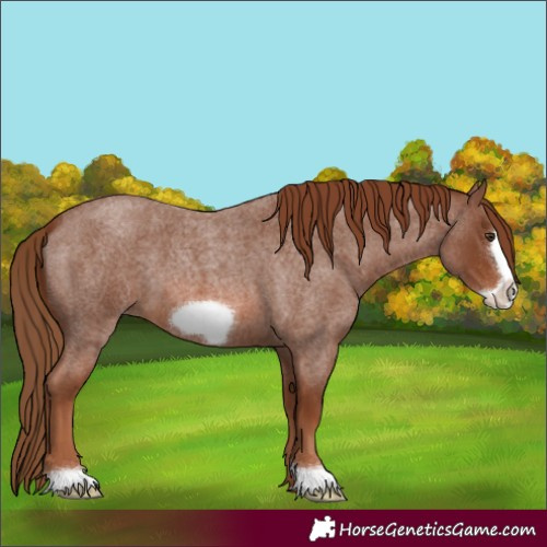 Horse Color:Red Roan Frame