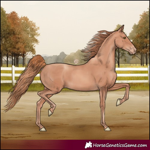 Horse Color:White Spotted Gold Champagne Varnish